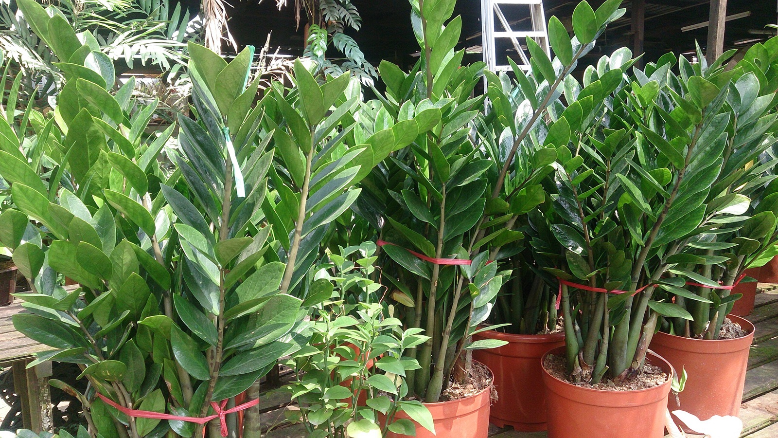 زامیفولیا (zamiifolia)