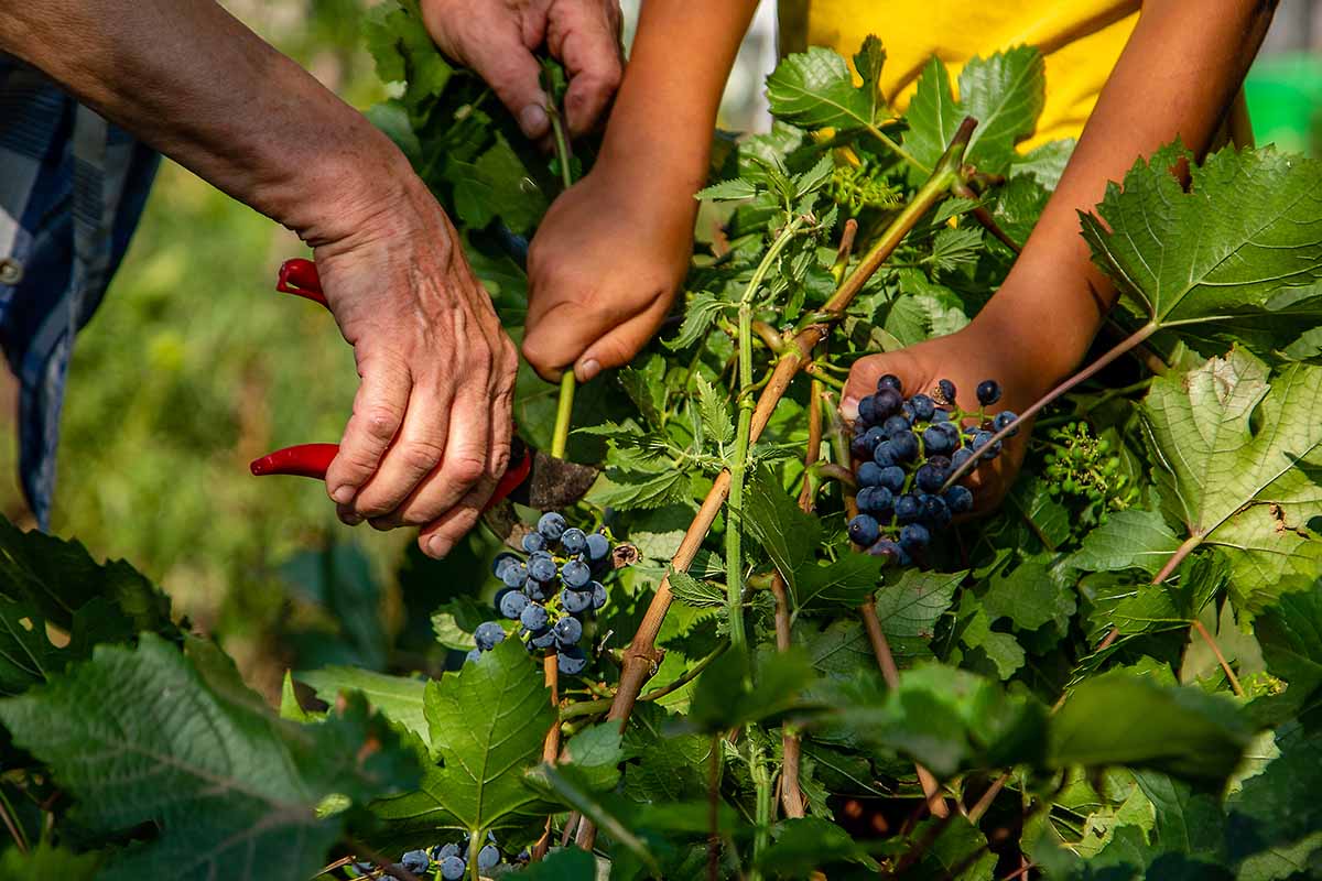Harvesting-Grapes