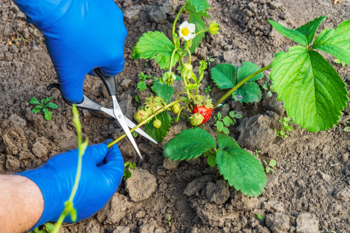 strawberry-plant-propagation-1